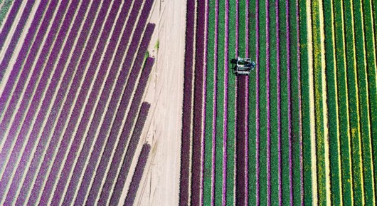 英2500萬朵郁金(jīn)香競相(xiàng)開(kāi)放(fàng) 花(huā)田如(rú)仙境