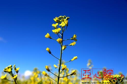 昭蘇縣62萬畝油菜花(huā)開(kāi) 花(huā)開(kāi)情動 花(huā)田醉人(rén)